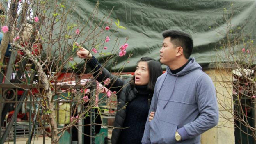 Peach blossoms mark early Tet arrival